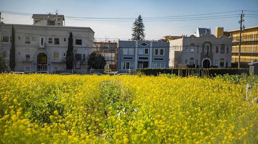 Field of yellow flowers bordered at the back by Berkeley apartment buildings.